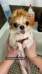 الكلاب بعد الاستحمام  | Dogs after bathing