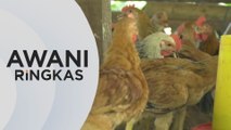 AWANI Ringkas: Tiada masalah bekalan ayam semasa Aidiladha