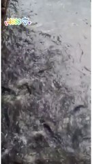 Memberi makan Ikan