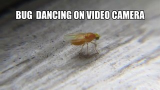 Bug Dancing on Video Camera- Impossible