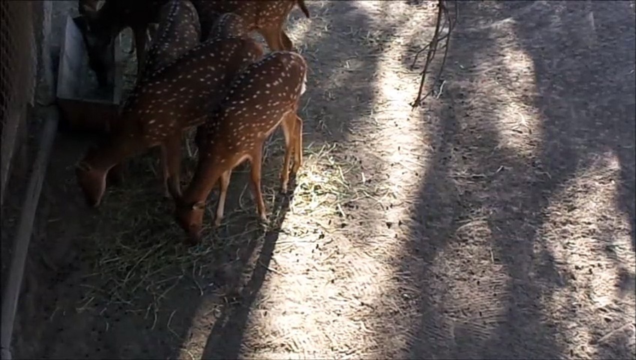 axis chitales