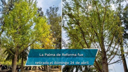 Ahuehuete se plantará este domingo en la Glorieta de la Palma