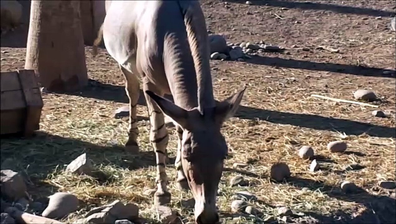 burro  de somalia