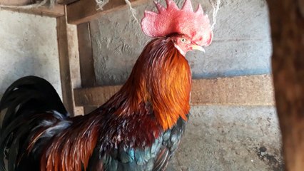 Ayam jago ketawa dan berkokok