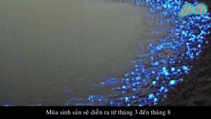 Những Khả Năng Phi Thường Của Loài Cá