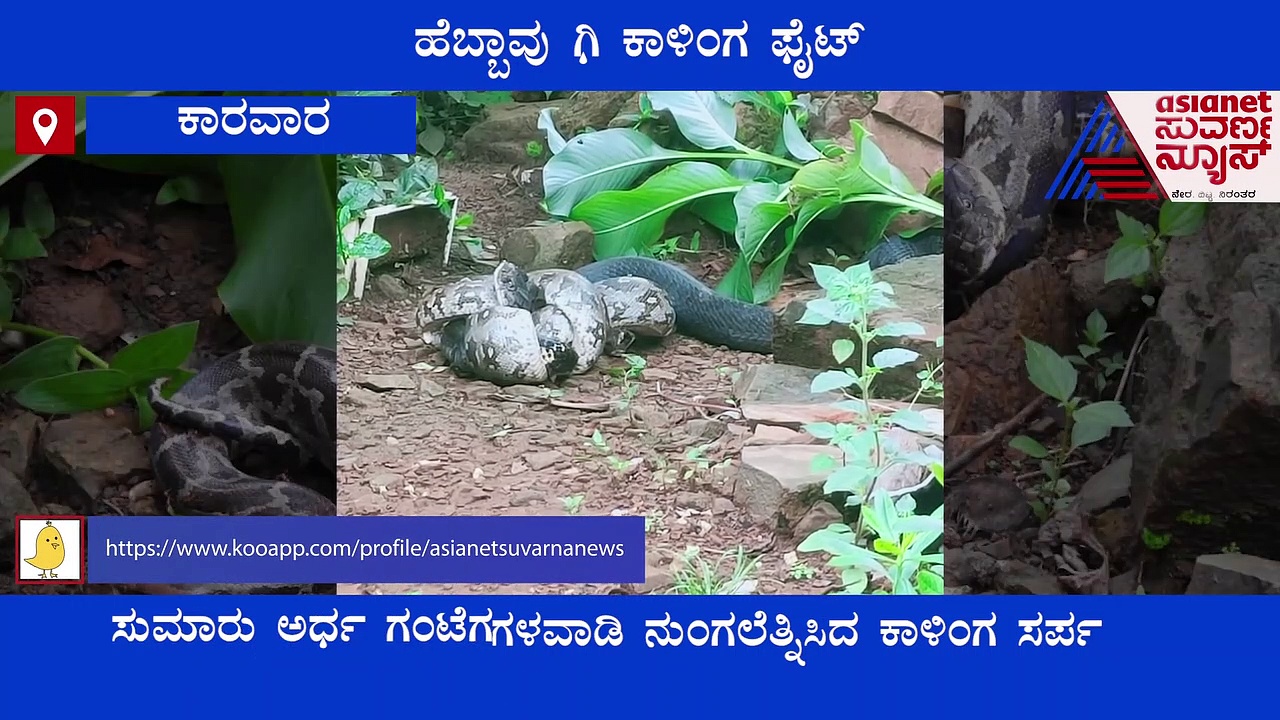 ಕಾರವಾರದಲ್ಲಿ ಬೃಹತ್ ಹೆಬ್ಬಾವು - ಕಾಳಿಂಗದ ಕಚ್ಚಾಟ : ಅಬ್ಬಬ್ಬಾ ಭಯ ಹುಟ್ಟಿಸುವ ದೃಶ್ಯವದು..!