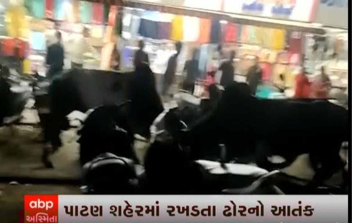 રખડતાં ઢોરનો આતંક યથાવત:પાટણ શહેરમાં બે સાંઢ આવ...