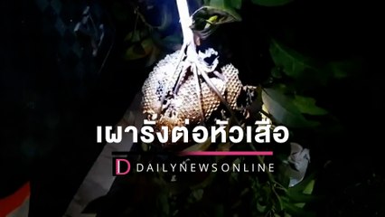 กู้ภัยบุกเผารังต่อหัวเสือสวนมะม่วง หลังคลั่งต่อยลูกเจ้าของสวน18จุด | HOTSHOT เดลินิวส์ 05/06/65