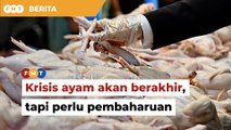 Krisis ayam akan berakhir tak lama lagi, tapi perlu pembaharuan, kata ahli ekonomi