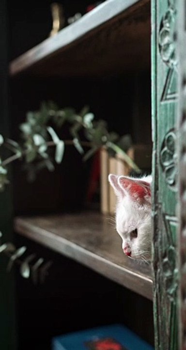Kucing ngintip