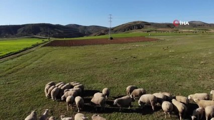 'Ile de France' ırkı koyunlar üreticinin yüzünü güldürüyor