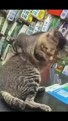 Kumpulan kucing yang bikin ketawa