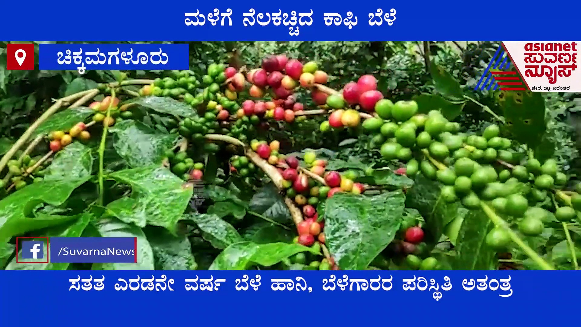 ಕಾಫಿ ಫಸಲು ಕಳೆದುಕೊಂಡು ಬೆಳೆಗಾರರು ಕಂಗಾಲು!