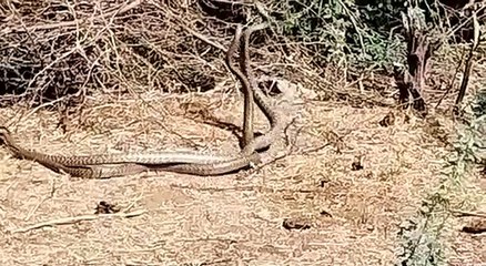 देखें...दो सांप आपस में कैसे लड़ते हैं
