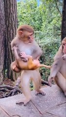 Mom discovered the kidnapper of the monkey baby