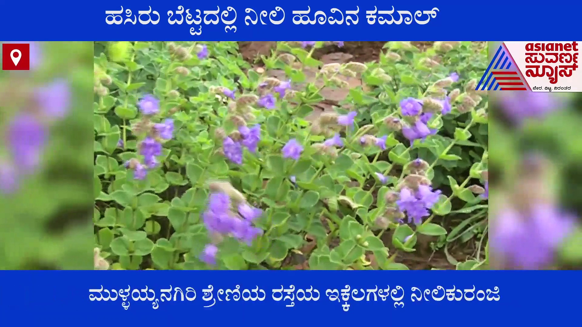 ಚಿಕ್ಕಮಗಳೂರು:  ಕಣ್ಮನ ಸೆಳೆಯುತ್ತಿದೆ ಹಸಿರು ಬೆಟ್ಟದಲ್ಲಿ ನೀಲಿ ಹೂವಿನ ಕಮಾಲ್