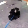 Vídeo do reencontro de dois irmãos macacos torna-se viral