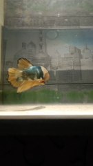 Ikan Cupang peliharaan