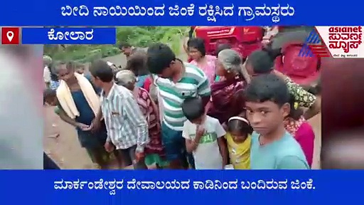 ಕೋಲಾರ: ಬೀದಿ ನಾಯಿಗಳಿಂದ ಜಿಂಕೆ ರಕ್ಷಿಸಿದ ಗ್ರಾಮಸ್ಥರು