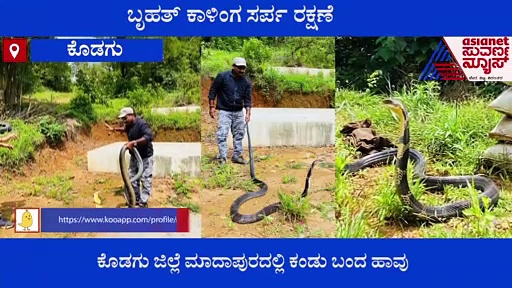 ಕೊಡಗು: ಬೃಹತ್ ಕಾಳಿಂಗ ಸರ್ಪ ರಕ್ಷಣೆ