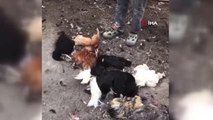 Başıboş sokak köpekleri tavukları telef etti