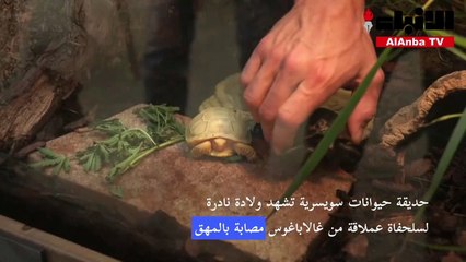حديقة حيوانات سويسرية تشهد ولادة نادرة لسلحفاة عملاقة من غالاباغوس مصابة بالمهق