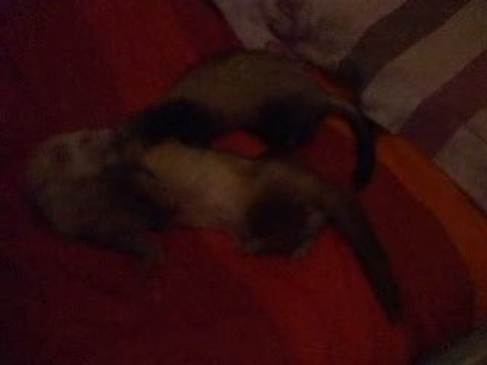 absinthe et minouche mes furettes