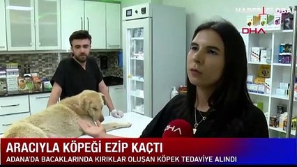 Masum canlara yönelik suçlar artmaya devam ediyor: İnsafsız sürücü aracıyla köpeği ezip kaçtı!