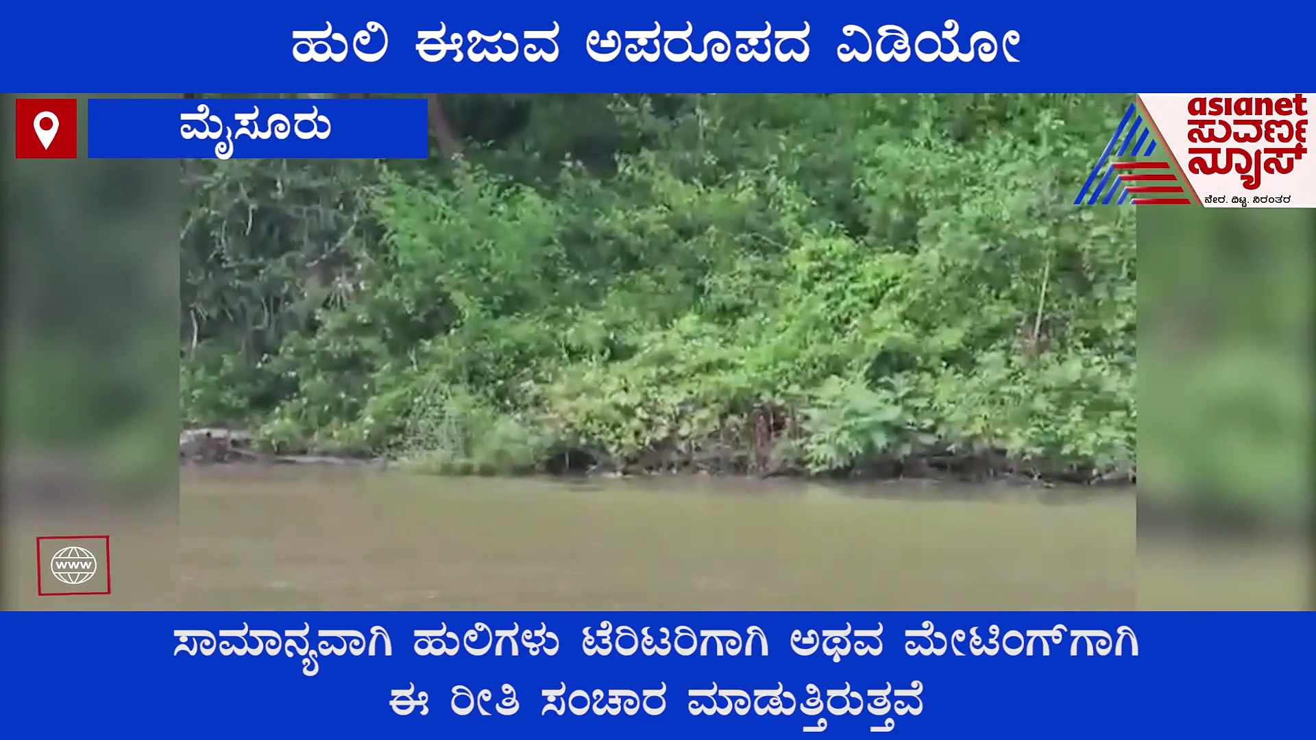 ಬಂಡೀಪುರ : ಹುಲಿಯ ವಿಡಿಯೋ ವೈರಲ್