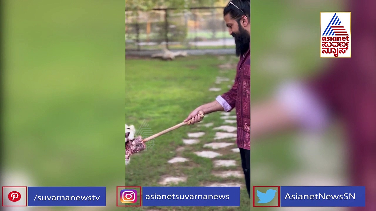 ಸಿಂಹಕ್ಕೆ ಮಾಂಸ ತಿನ್ನಿಸಿದ ರಾಕಿ ಭಾಯ್: ವಿಡಿಯೋ ವೈರಲ್