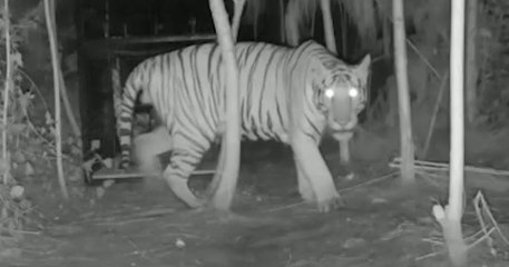 kakinada Tiger Fear : పెద్దపులి భయానికి ప్రజలు ఎలా భయపడుతున్నారో చూడండి..! | ABP Desam