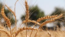 Son Dakika: Toprak Mahsuller Ofisi'nin sert ekmeklik buğday ve arpa alım fiyatları belli oldu