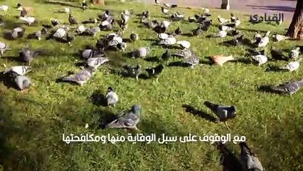 تربية الحمام هواية قاتلة