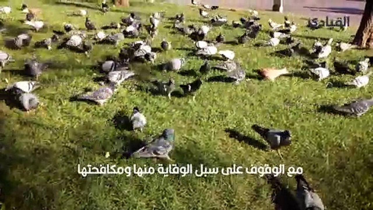 تربية الحمام هواية قاتلة