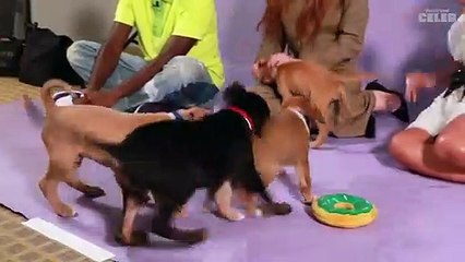 The Cast of Stranger Things Plays With Puppies