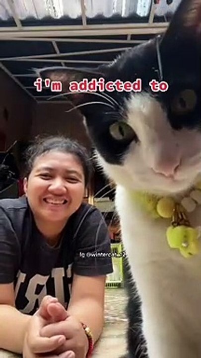 Funny cat