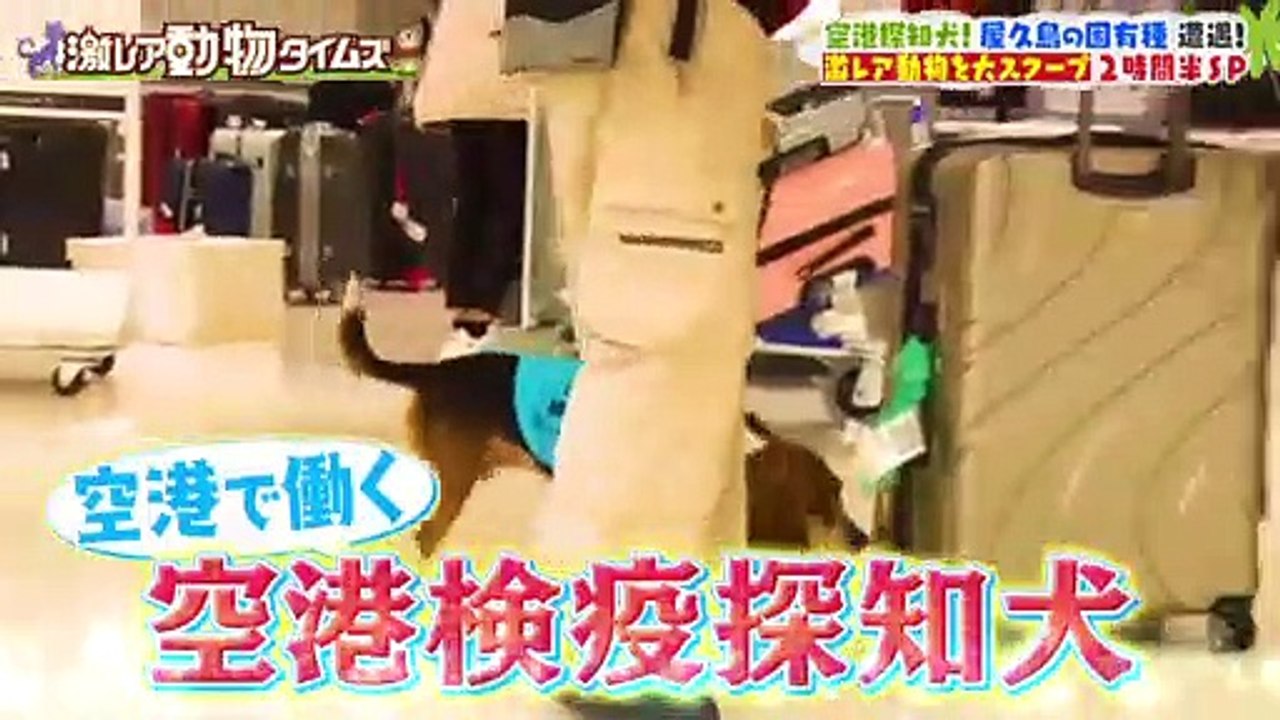 激レア動物タイムズ 2022年6月5日 空港探知犬が大捕り物＆バズるニュースなペット！ part 1/3