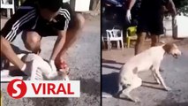 Video of man saving dog with CPR goes viral, draws praise from internet users
