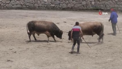 Rize'de boğalar kıyasıya yarıştı