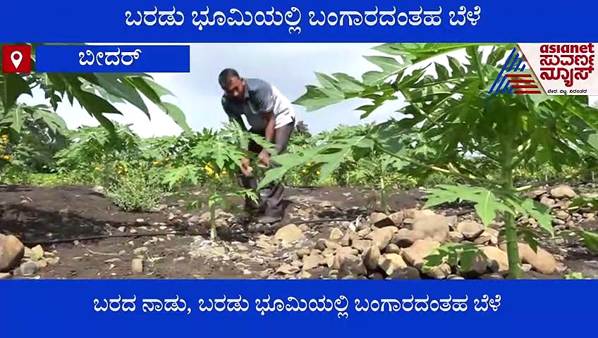 Bidar: ಉದ್ಯೋಗ ಬಿಟ್ಟು ಬರಡು ಭೂಮಿಯಲ್ಲಿ  ಬೆಳೆ ಬೆಳೆದು ಯಶಸ್ವಿಯಾದ ಯುವ ರೈತ!