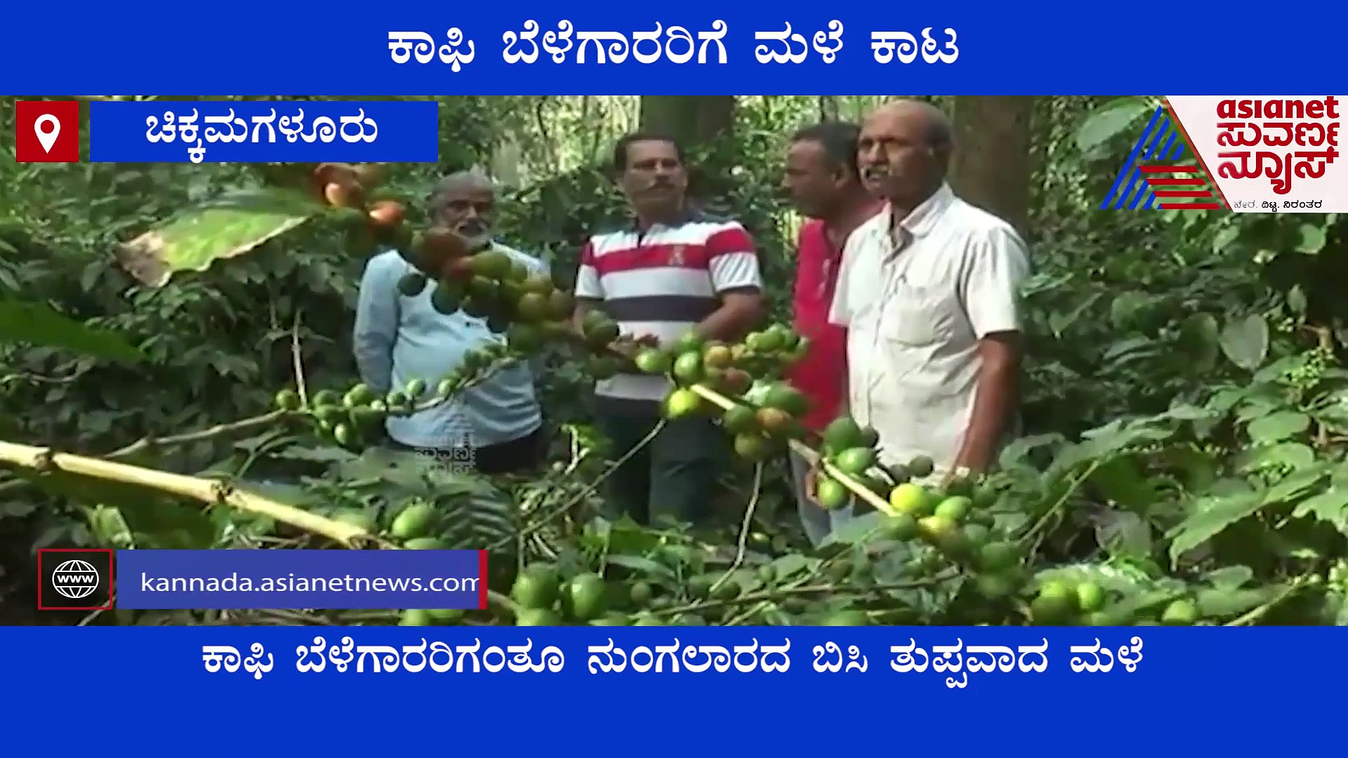 Chikkamagaluru ಧಾರಾಕಾರ ಮಳೆಯಿಂದ ಕಾಫಿ ಬೆಳೆಗಾರರು ಕಂಗಾಲು