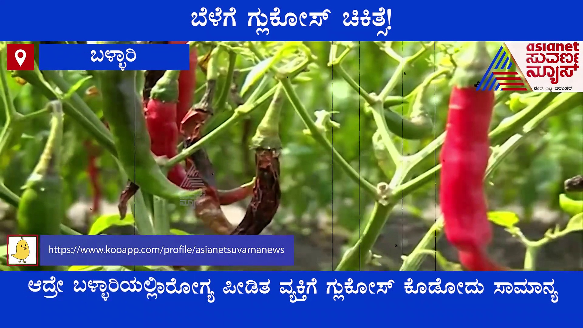 Glucose For Crops : ರೋಗ ಪೀಡಿತ ಬೆಳೆಗಳಿಗೆ ಗ್ಲೂಕೋಸ್ : ಬಳ್ಳಾರಿ ರೈತರಿಂದ ಹೊಸ ಪ್ರಯೋಗ