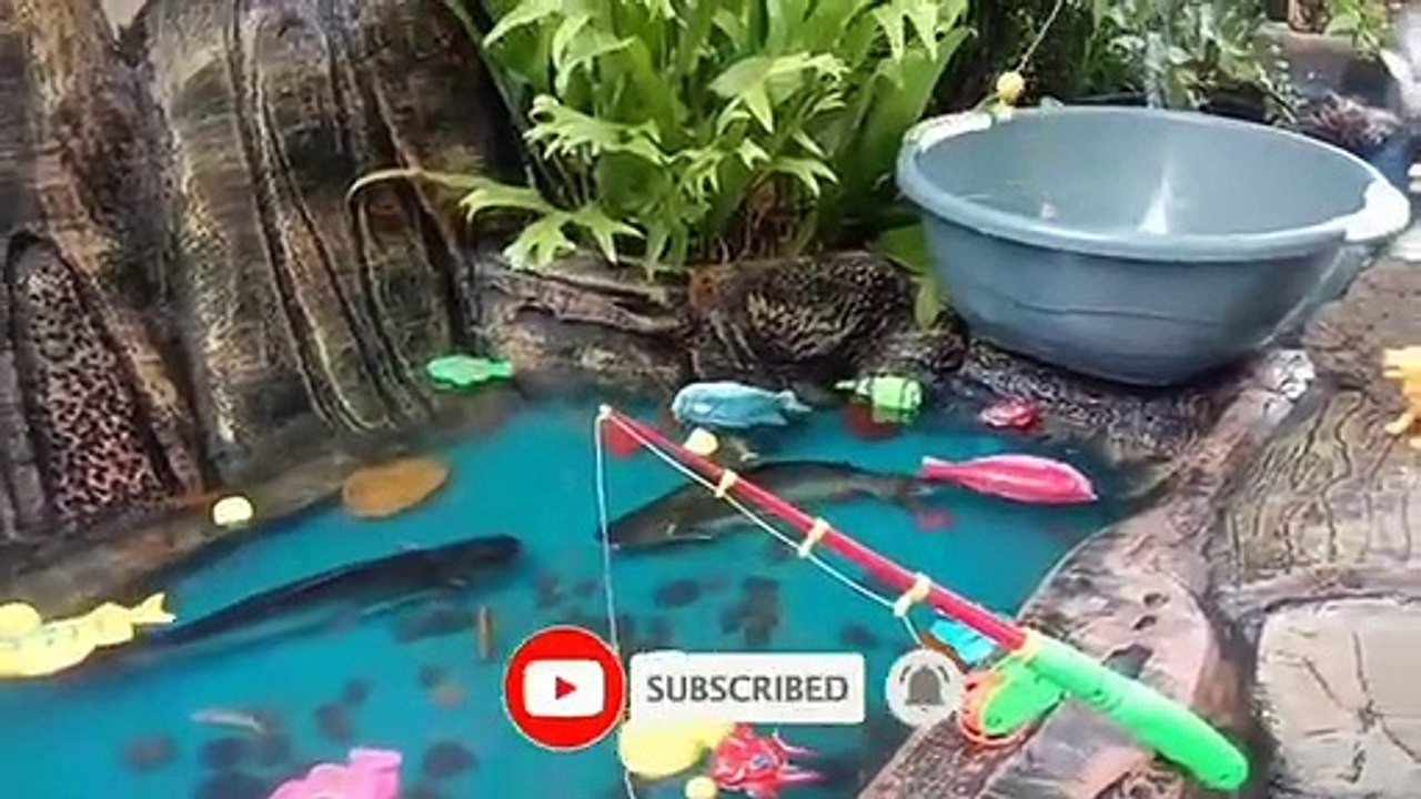 menangkap ikan di kolam, ikan koi, ikan cupang, ikan lohan, ikan nemo