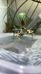 اتفرج على الجراد وهو بياكل ♥️ | locusts eating