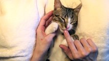 I Purr and Bite, the Multitasking Kitty