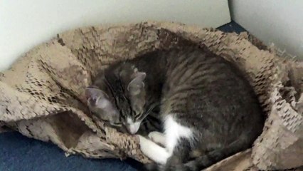My Favorite Sleeping Spot