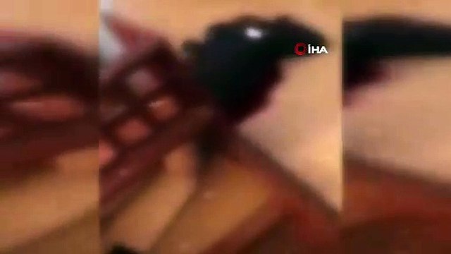 Nijerya'da kiliseye silahlı saldırı: Çok sayıda ölü ve yaralı var