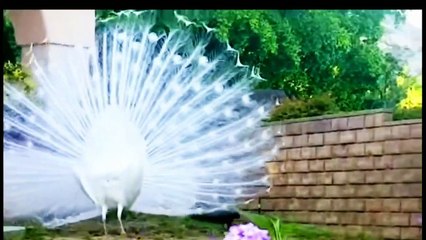 Burung merak Albino Dan hias menapjubkan | satwadokumentasi