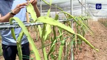 للمرة الأولى في تونس.. شبان ينجحون في زراعة فاكهة التنين الاستوائية