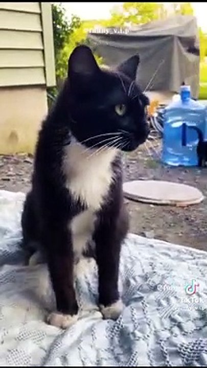 Funny Animals